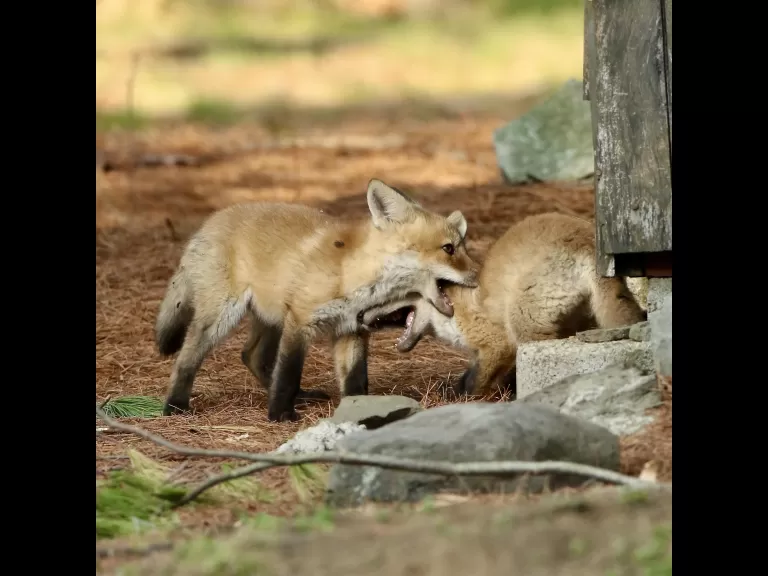 A red fox kit in Sudbury, photographed by Russ Place.