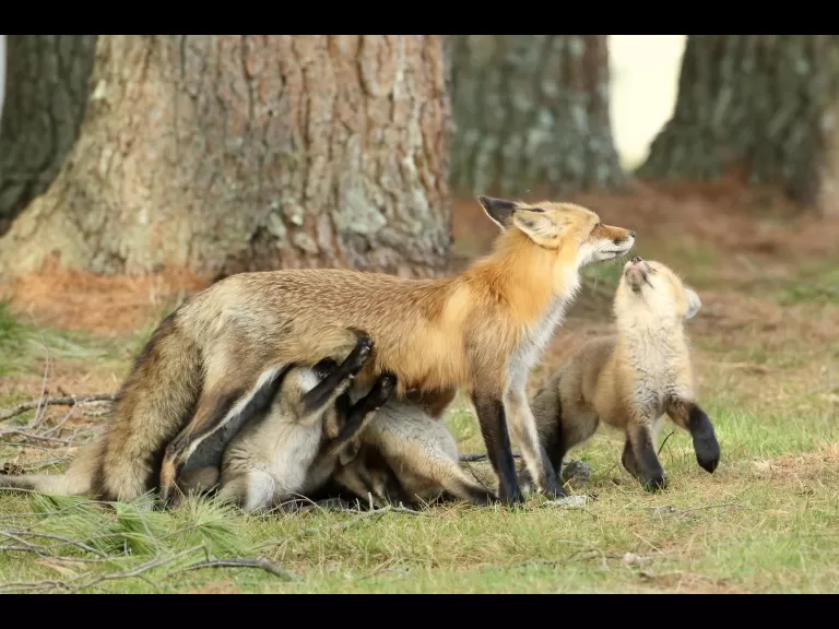A red fox kit in Sudbury, photographed by Russ Place.
