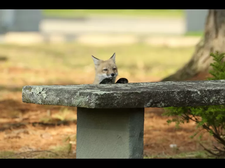 A red fox kit in Sudbury, photographed by Russ Place.