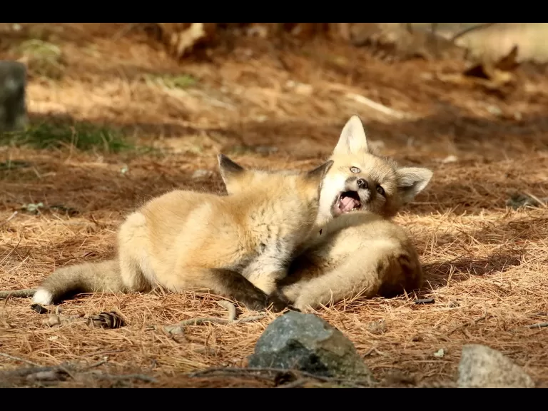 A red fox kit in Sudbury, photographed by Russ Place.