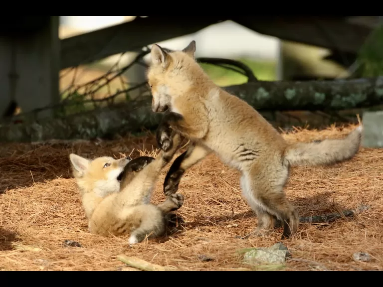 A red fox kit in Sudbury, photographed by Russ Place.