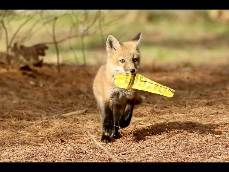 A red fox kit in Sudbury, photographed by Russ Place.