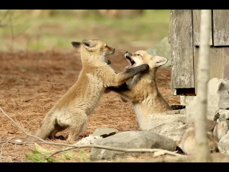 A red fox kit in Sudbury, photographed by Russ Place.