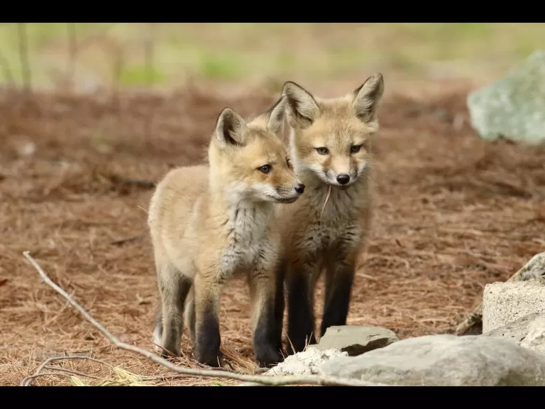 A red fox kit in Sudbury, photographed by Russ Place.