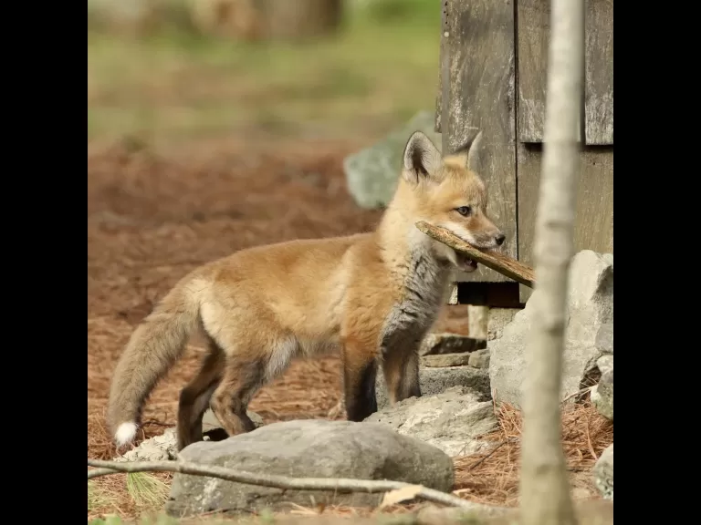 A red fox kit in Sudbury, photographed by Russ Place.