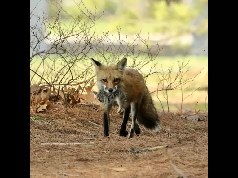 A red fox kit in Sudbury, photographed by Russ Place.
