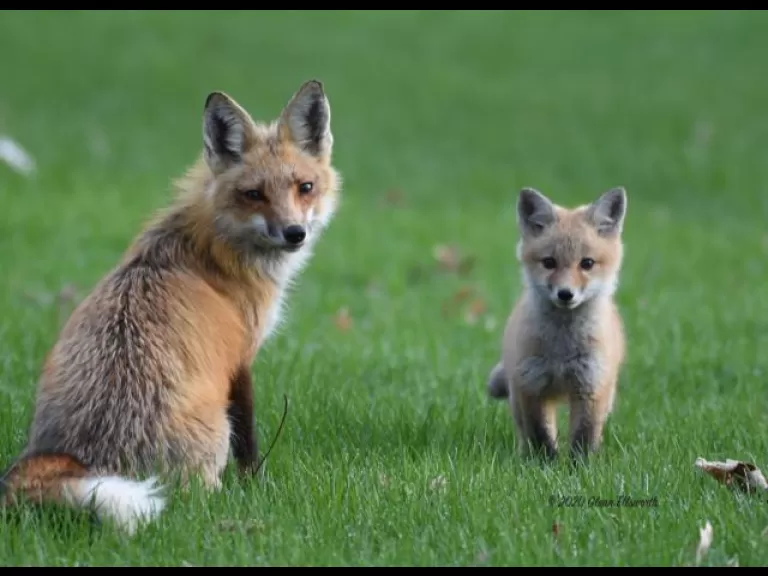 Red foxes in Northborough, photographed by Glenn Ellsworth.