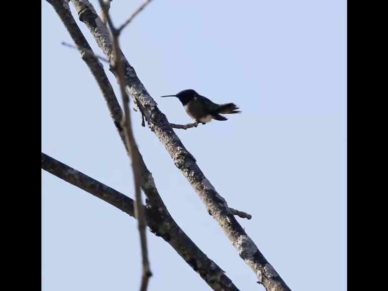 A northern mockingbird at Breakneck Hill Conservation Land in Southborough, photographed by Steve Forman.