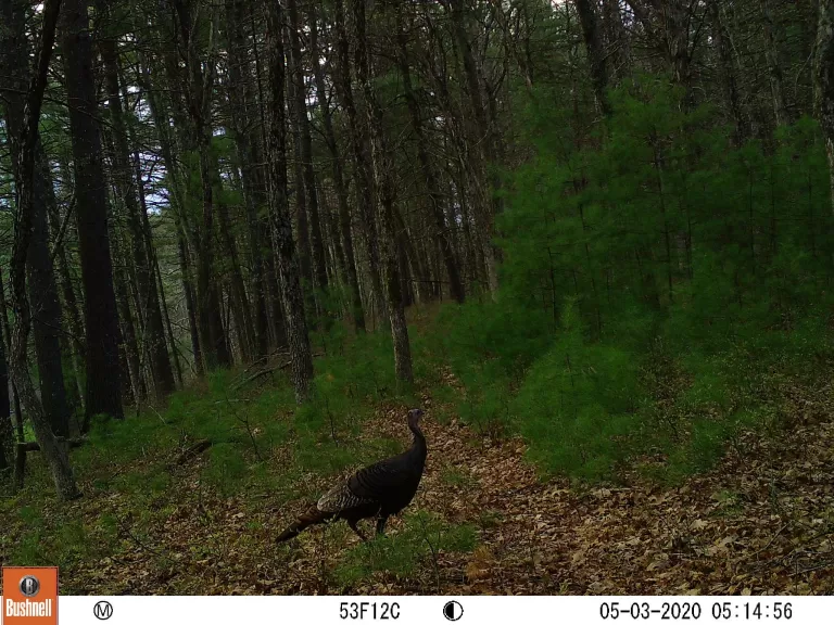 A beaver at SVT's Memorial Forest in Sudbury, photographed with an automatically triggered wildlife camera by Craig Smith.