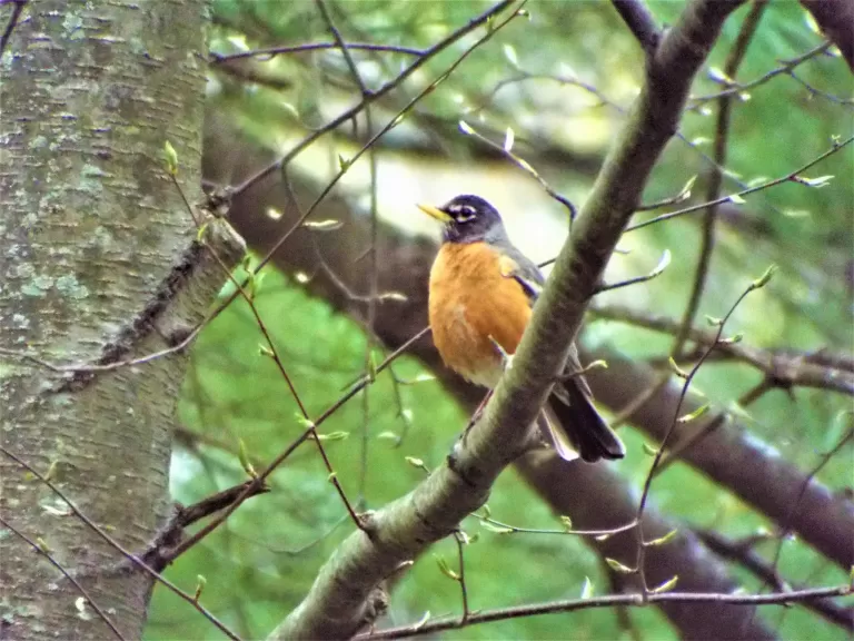 An American robin in Harvard, photographed by Robin Right.