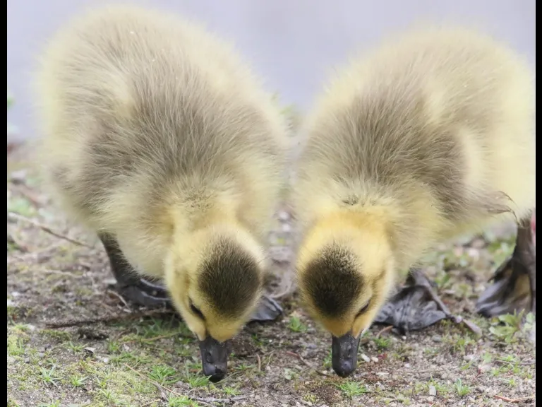 Canada geese at Hager Pond in Marlborough, photographed by Steve Forman.
