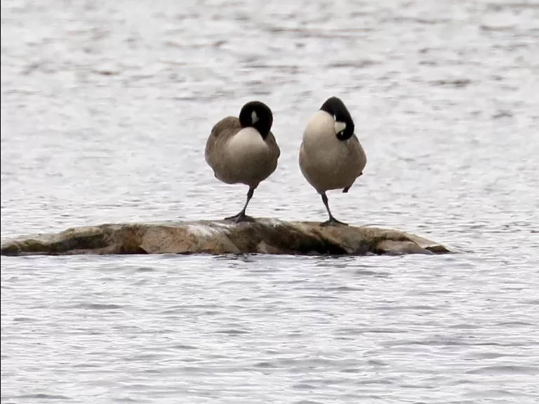 Canada geese at Hager Pond in Marlborough, photographed by Steve Forman.