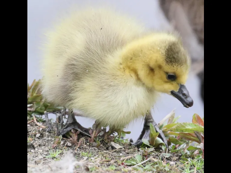 Canada geese at Hager Pond in Marlborough, photographed by Steve Forman.