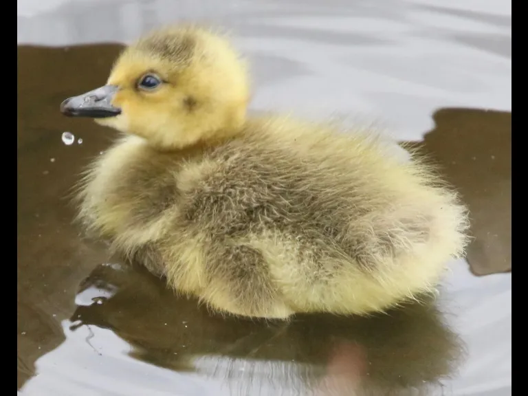 Canada geese at Hager Pond in Marlborough, photographed by Steve Forman.