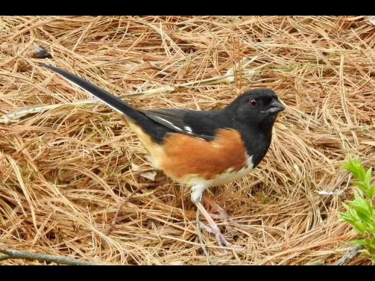 An eastern towhee in Natick, photographed by Chuck Hill.