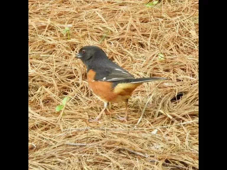 An eastern towhee in Natick, photographed by Chuck Hill.