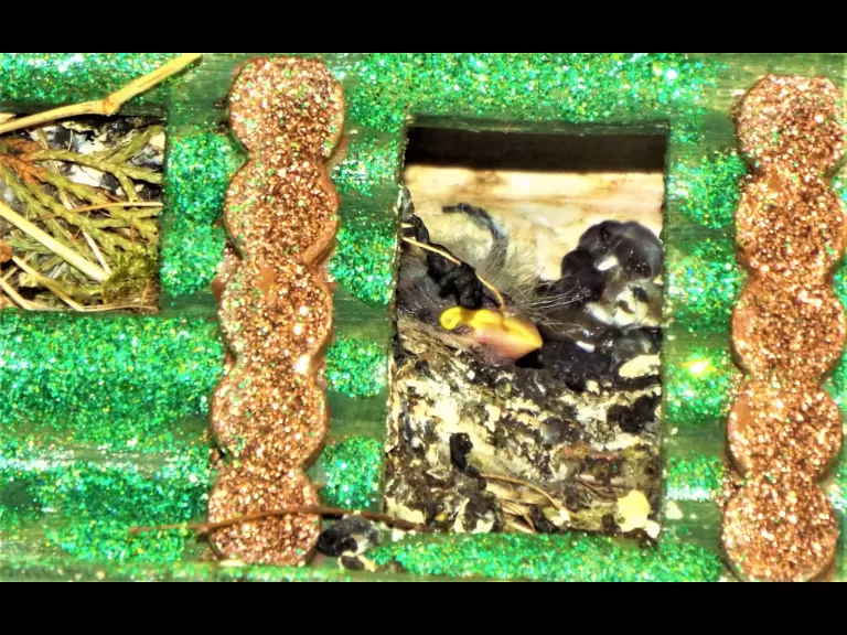 House finches in Harvard, photographed by Robin Right.