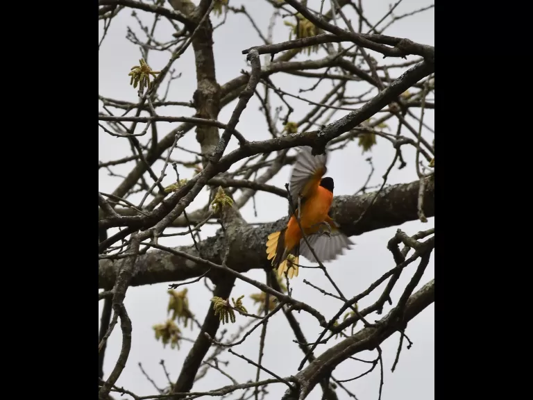 A Baltimore oriole in Sudbury, photographed by Gail Sartori.