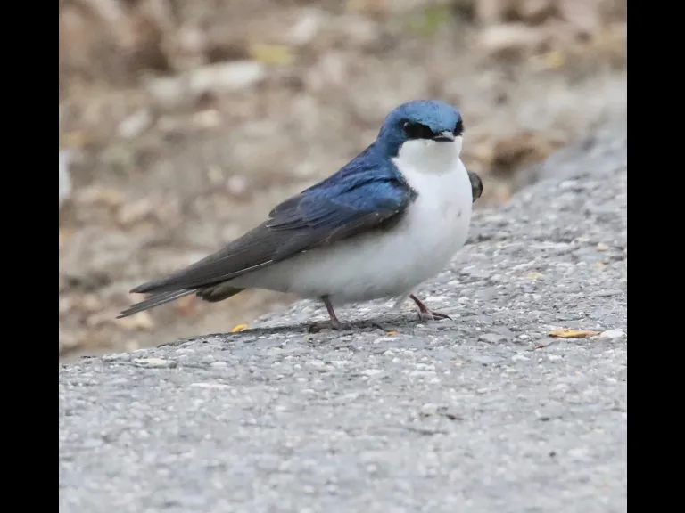 Canada geese at Hager Pond in Marlborough, photographed by Steve Forman.