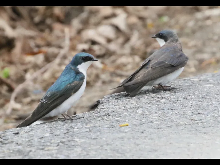 Canada geese at Hager Pond in Marlborough, photographed by Steve Forman.