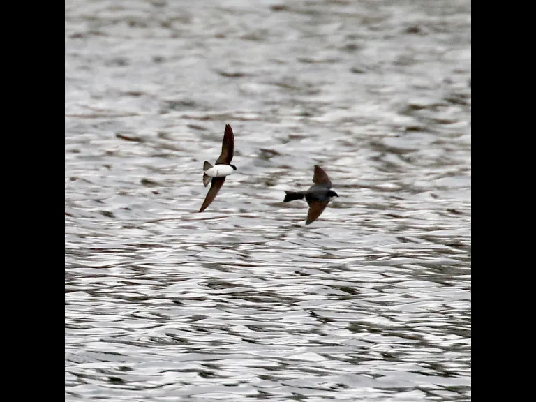 Canada geese at Hager Pond in Marlborough, photographed by Steve Forman.