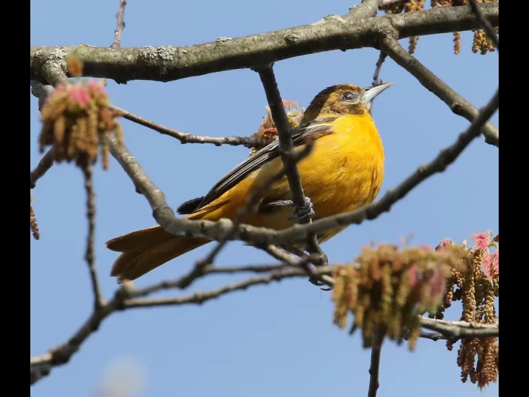 A Baltimore oriole at Hager Pond in Marlborough, photographed by Steve Forman.