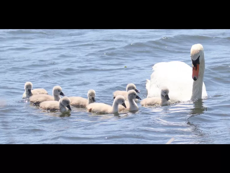 A family of mute swans at Farm Pond in Framingham, photographed by Steve Forman.