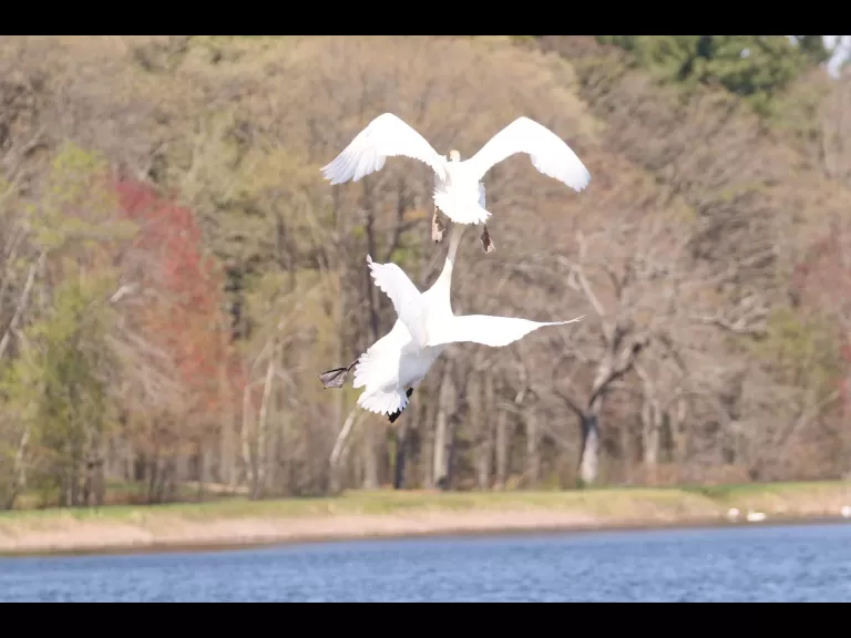 Mute swans at Farm Pond in Framingham, photographed by Steve Forman.