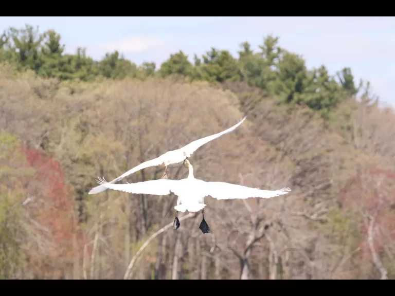 Mute swans at Farm Pond in Framingham, photographed by Steve Forman.
