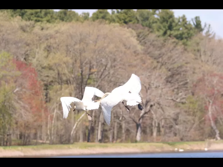 Mute swans at Farm Pond in Framingham, photographed by Steve Forman.
