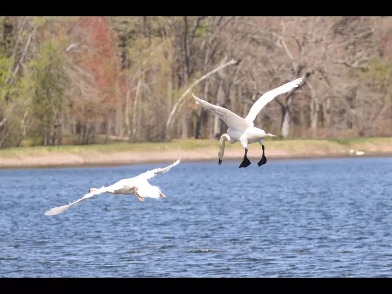 Mute swans at Farm Pond in Framingham, photographed by Steve Forman.