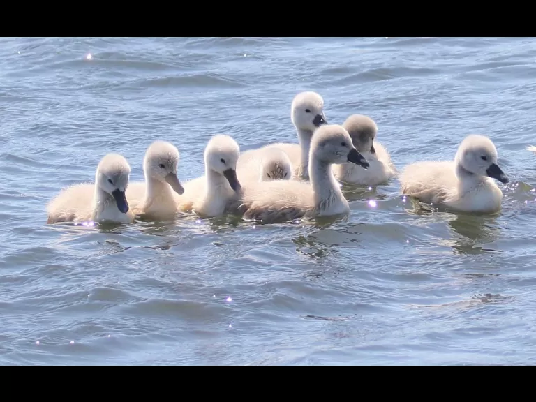 A family of mute swans at Farm Pond in Framingham, photographed by Steve Forman.