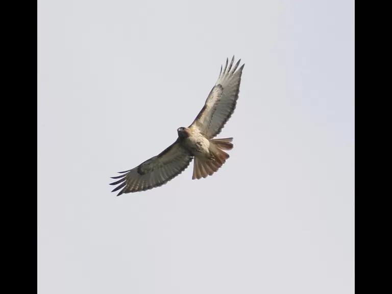 A Baltimore oriole at Hager Pond in Marlborough, photographed by Steve Forman.