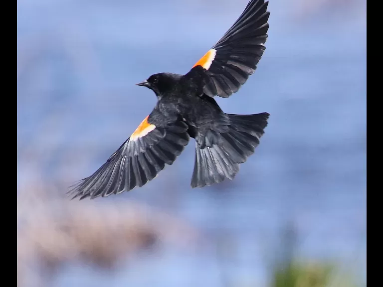 A family of mute swans at Farm Pond in Framingham, photographed by Steve Forman.