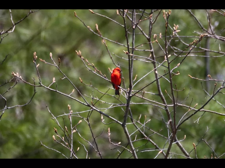 A pileated woodpecker in Stow, photographed by Jon Turner.