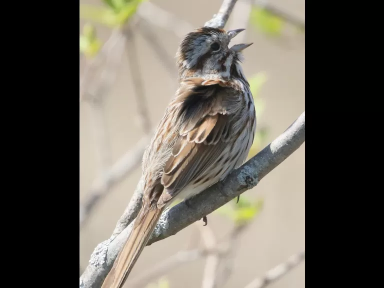 A family of mute swans at Farm Pond in Framingham, photographed by Steve Forman.