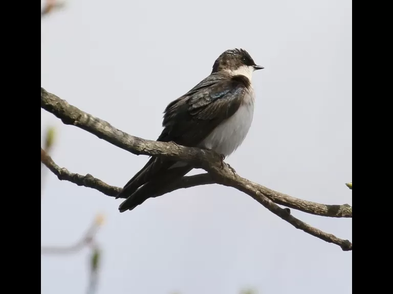 A Baltimore oriole at Hager Pond in Marlborough, photographed by Steve Forman.