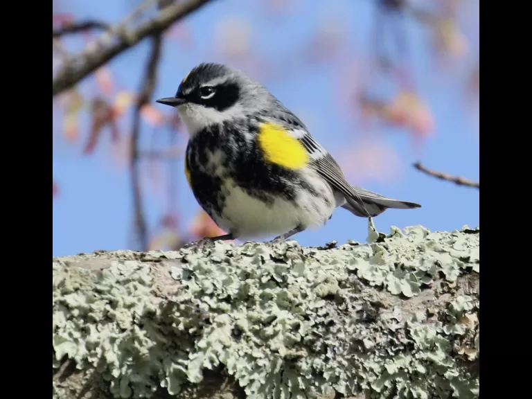 A Baltimore oriole at Hager Pond in Marlborough, photographed by Steve Forman.