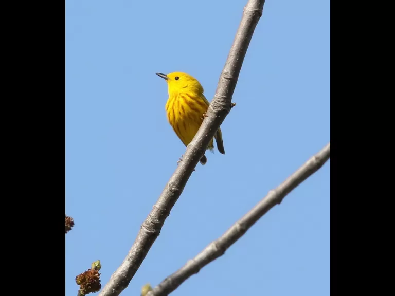 A yellow warbler at Breakneck Hill Conservation Land in Southborough, photographed by Steve Forman.