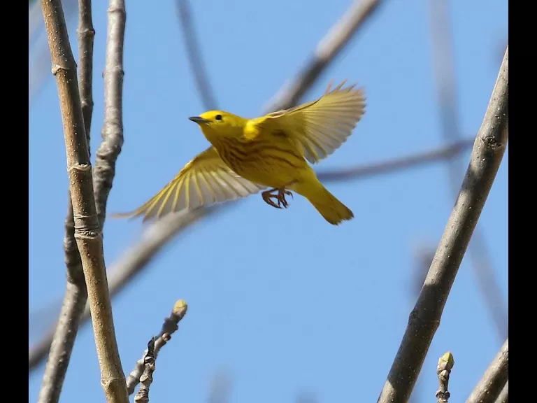 A yellow warbler at Breakneck Hill Conservation Land in Southborough, photographed by Steve Forman.