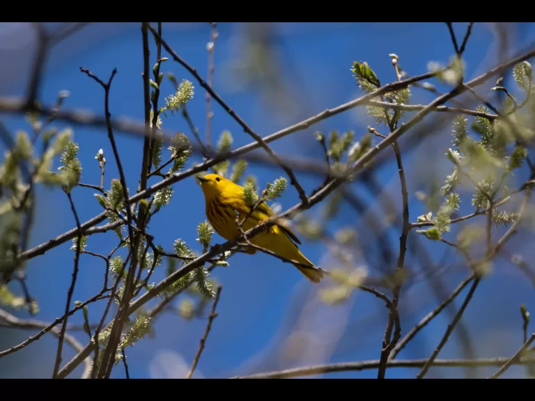 A pileated woodpecker in Stow, photographed by Jon Turner.
