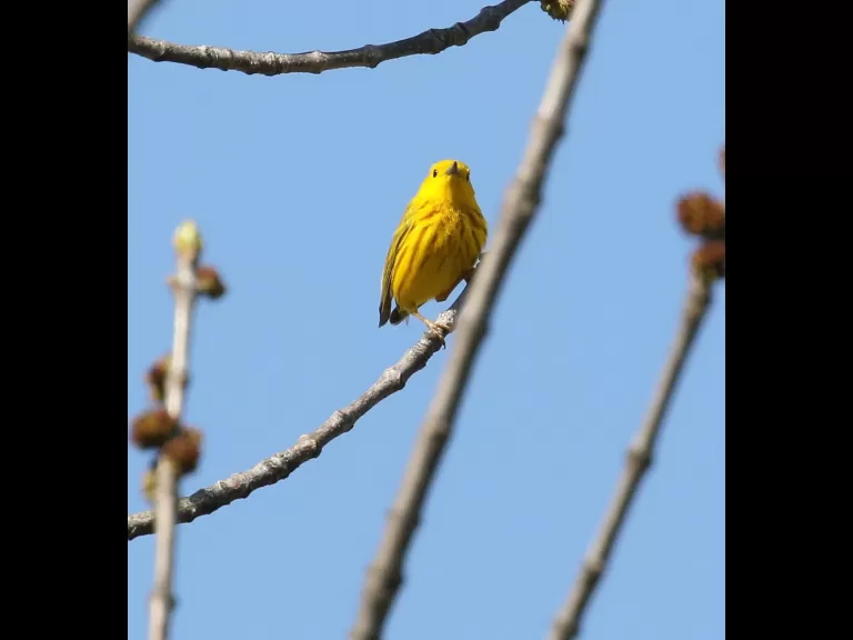 A yellow warbler at Breakneck Hill Conservation Land in Southborough, photographed by Steve Forman.