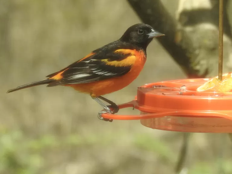 A Baltimore oriole in Wayland, photographed by Margo Levy.