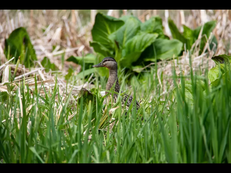 A pileated woodpecker in Stow, photographed by Jon Turner.