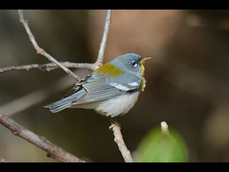 A northern parula in Natick, photographed by Greg Dysart.