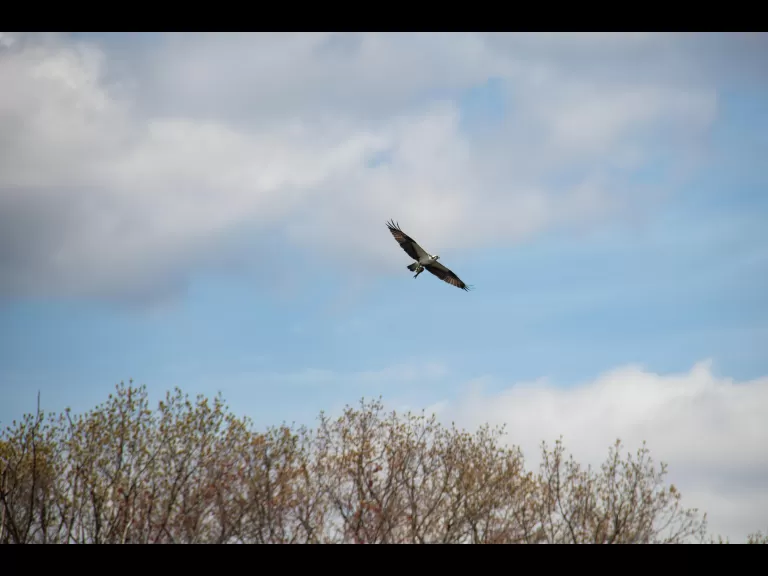 A pileated woodpecker in Stow, photographed by Jon Turner.