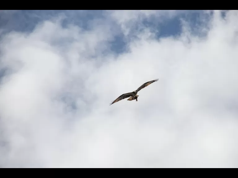 A pileated woodpecker in Stow, photographed by Jon Turner.