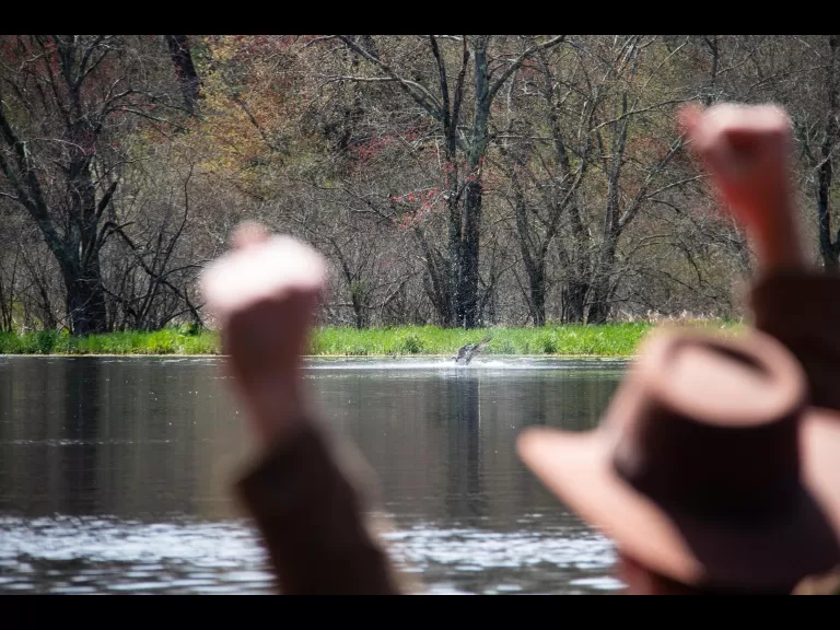 A pileated woodpecker in Stow, photographed by Jon Turner.