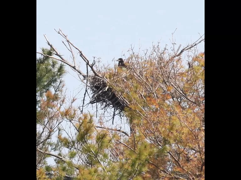 A bald eagle at Foss Reservoir in Framingham, photographed by Steve Forman.