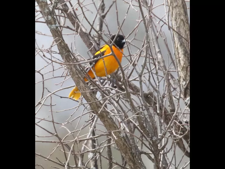 A Baltimore oriole at Breakneck Hill Conservation Land in Southborough, photographed by Steve Forman.